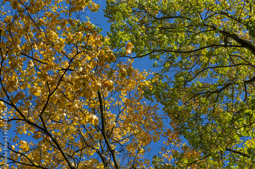 Herbst Picture Herbst Picture