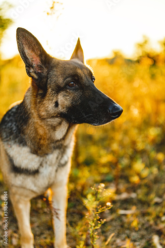 a german shepherd is in a field and he looks very serious. his ears are pricked and he is focused on something far away. the gsd is black and tan and he is a male. it is sunset time and nature is nice