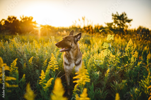 a german shepherd dog is standing in a field during sunset time. the gsd is on a long leash and he looks very relaxed. his ears are pricked and looks very serious. the field is in japan. much nature photo