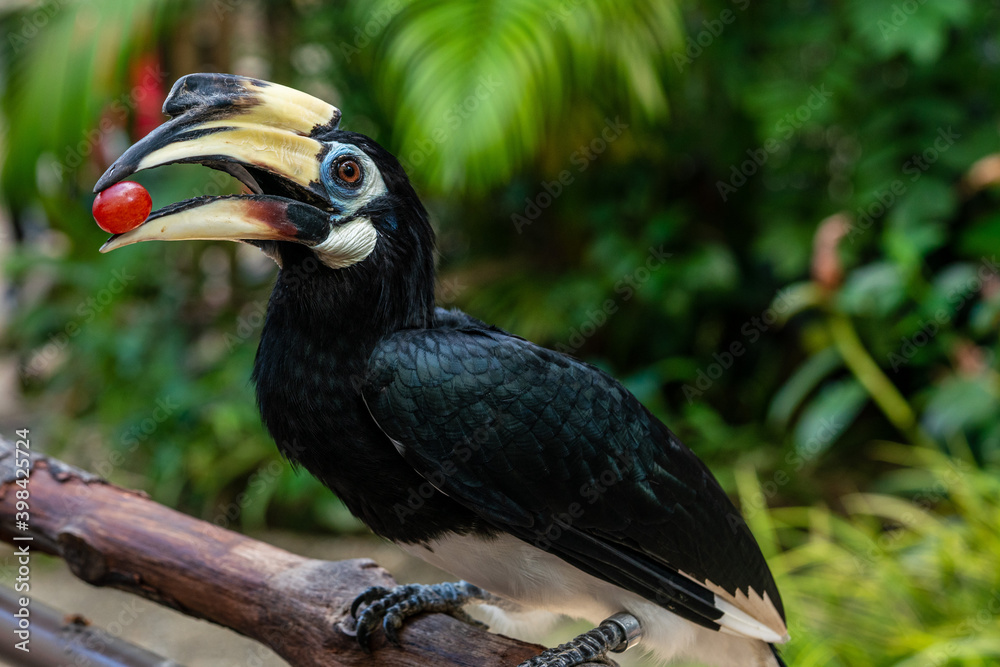 Fototapeta premium Oriental pied hornbill perching on a tree branch.