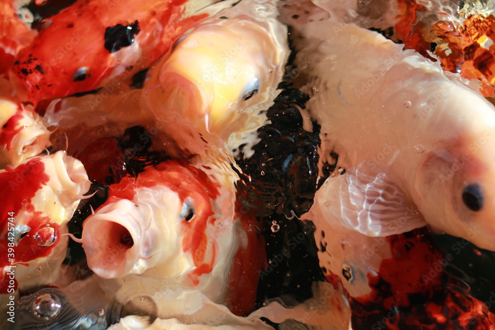Koi, various colors, Japanese fish