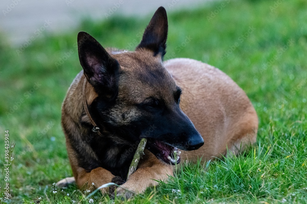 portrait of belgian shepherd malinois in the grass portrait of belgian shepherd malinois in the grass