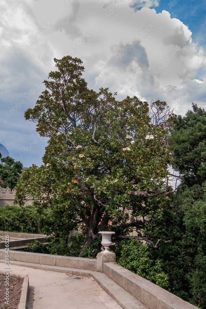 Southern Magnolia (Magnolia grandiflora) in park, Crimea