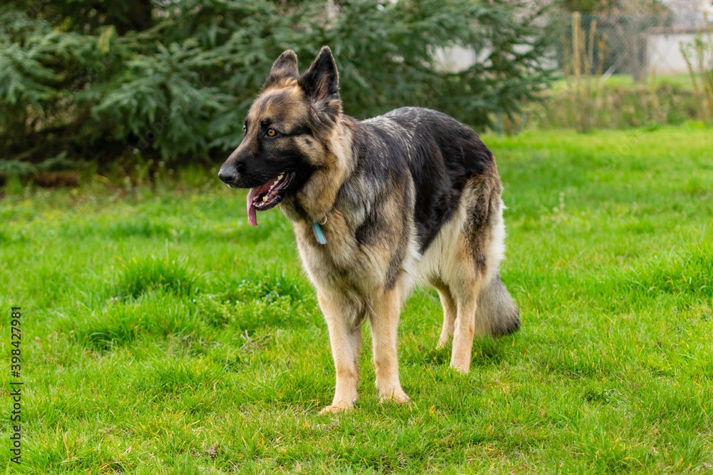 portrait of german shepherd in the grass