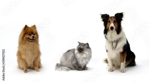 Dog_n_Cat photographed on white background