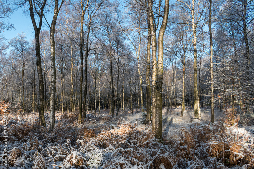 Fototapeta premium Erster Schnee im Licht durchfluteten Wald