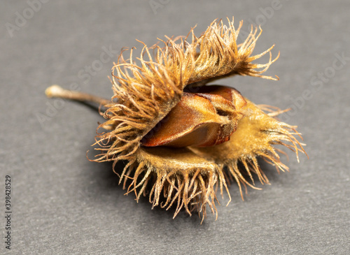 Bild auf Leinwand Beechnuts isolated on dark background