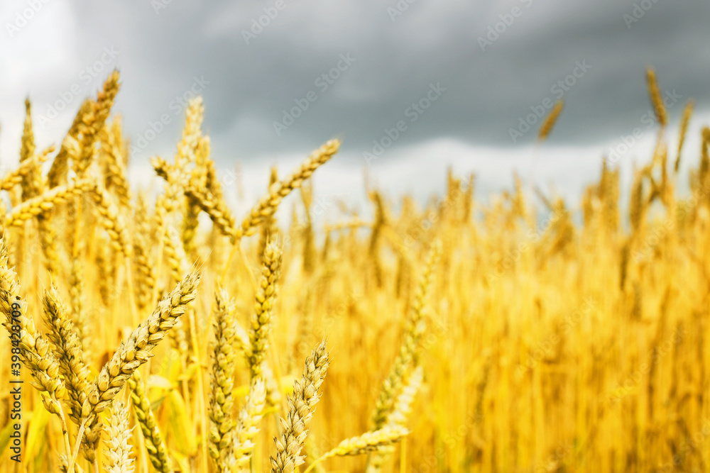 Fototapeta premium Yellow wheat field against gray sky.