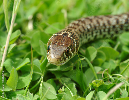 Balkan whip snake, Hierophis gemonensis, Coluber gemonensis photo