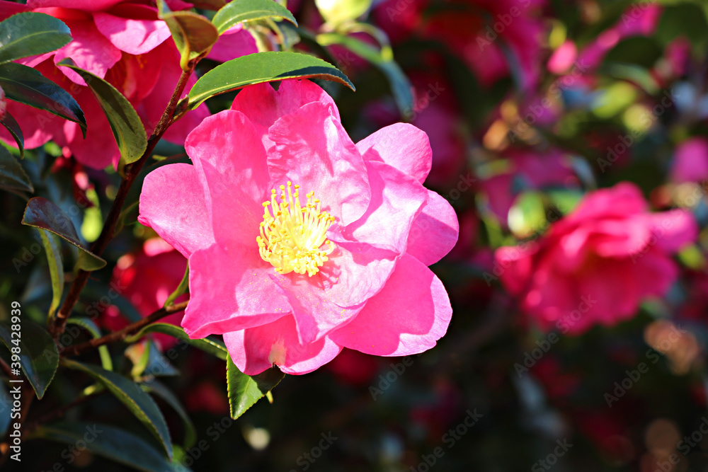 Obraz premium 한국 제주도의 빨간색 동백꽃