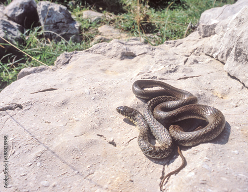 Balkan whip snake, Hierophis gemonensis, Coluber gemonensis photo