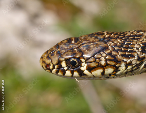 Balkan whip snake, Hierophis gemonensis, Coluber gemonensis photo