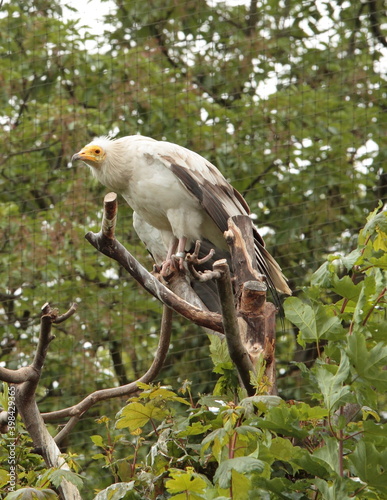 Vulture in his outdoor enclosure