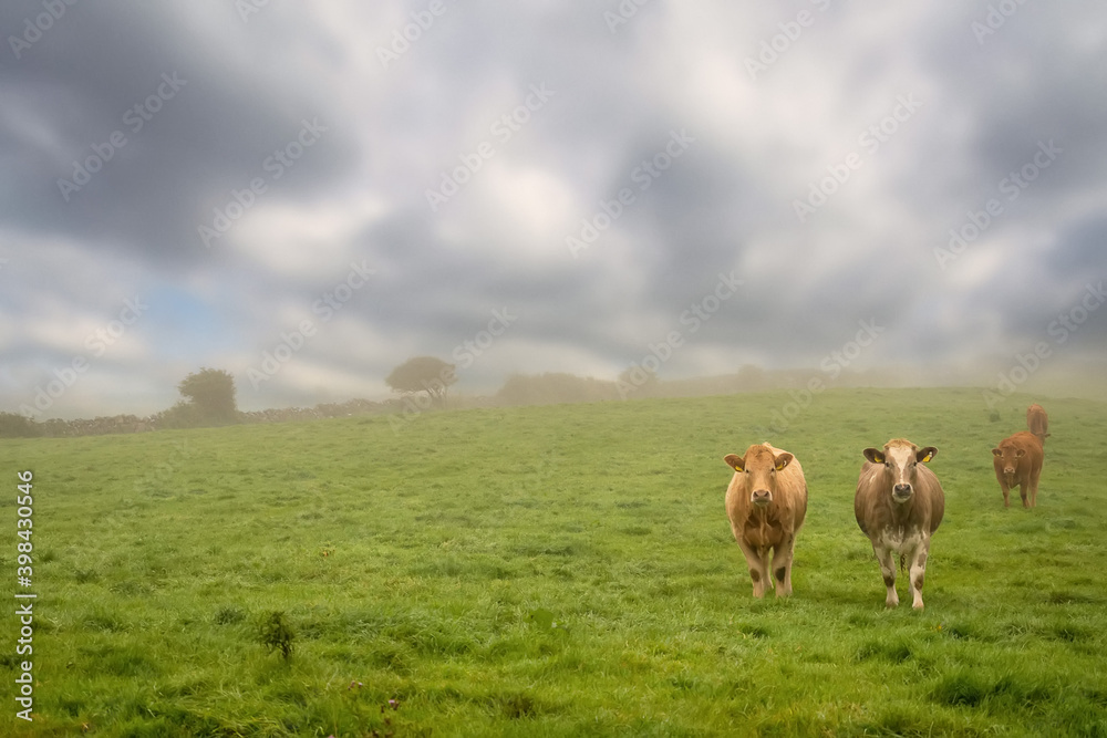 Green meadow with fresh grass. Herd of cows grazing grass. Haze in the background and cloudy sky, Selective focus. Agriculture background. West of Ireland