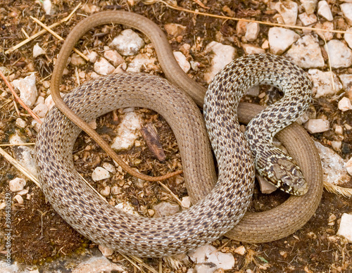 Balkan whip snake, Hierophis gemonensis, Coluber gemonensis photo