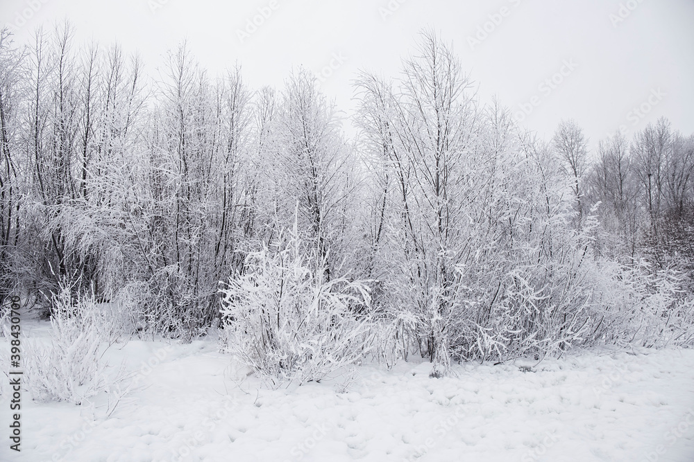 Obraz premium winter forest in the snow