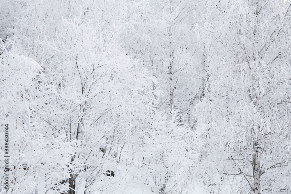 winter forest in the snow winter forest in the snow