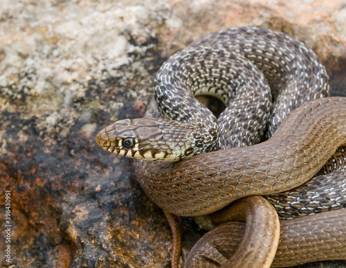 Balkan whip snake, Hierophis gemonensis, Coluber gemonensis photo