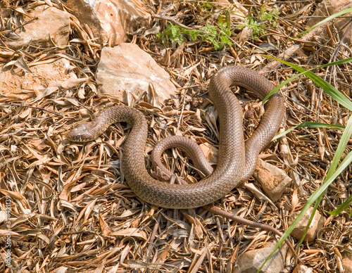 Balkan whip snake, Hierophis gemonensis, Coluber gemonensis photo