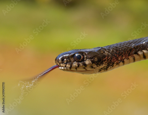 western whip snake, Hierophis viridiflavus photo