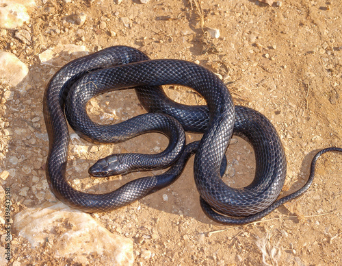 western whip snake, Hierophis viridiflavus photo