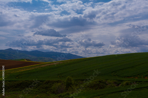 Canola flower field Tekirdag Turkey photo