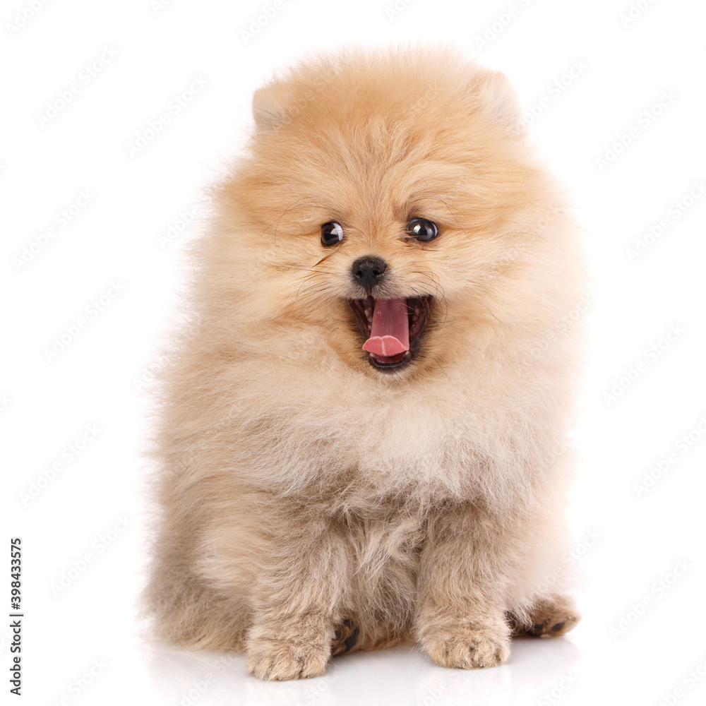Dog breed Pomeranian Spitz on a white background. Dog breed Pomeranian Spitz on a white background.