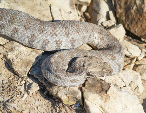 Milos viper, Cyclades blunt-nosed viper, Macrovipera schweizeri photo