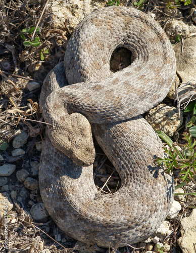 Milos viper, Cyclades blunt-nosed viper, Macrovipera schweizeri photo