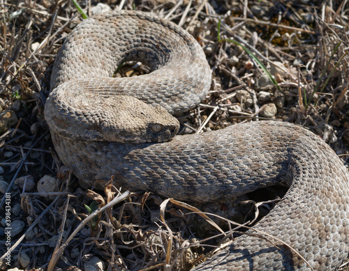 Milos viper, Cyclades blunt-nosed viper, Macrovipera schweizeri photo