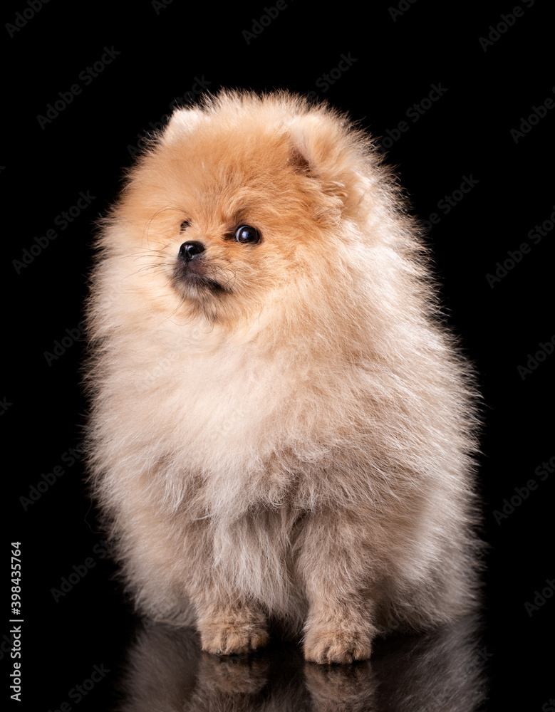 Portrait of a sitting Pomeranian Spitz on black background.