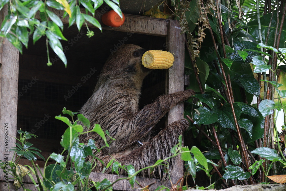 Fototapeta premium Close up Sloth Eating Fresh Corn