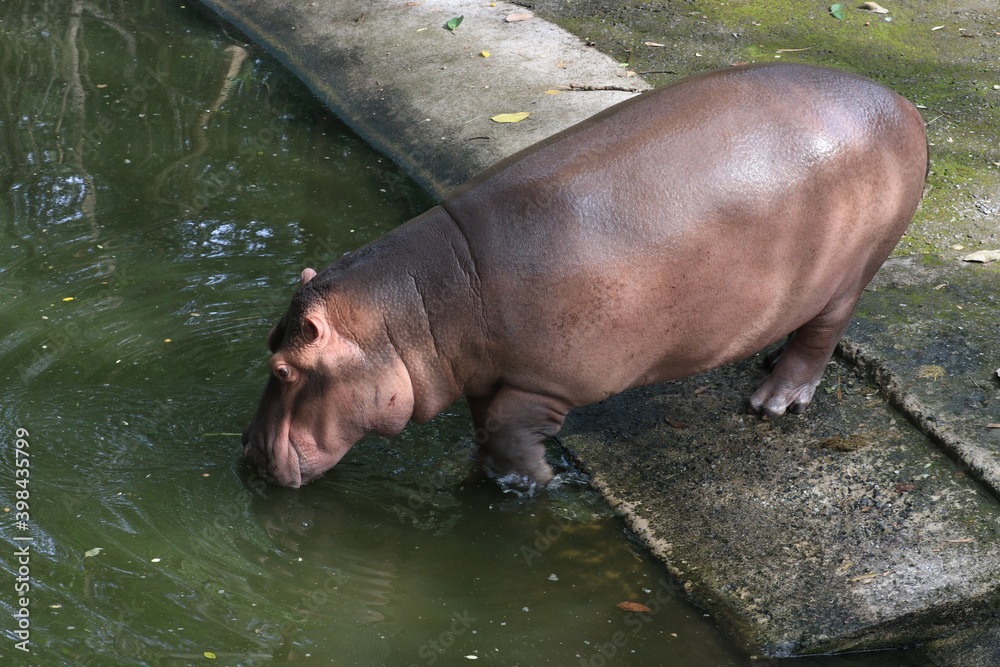 Happy Hippopotamus in the Pond