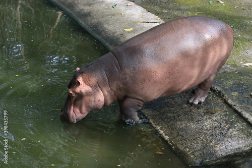 Happy Hippopotamus in the Pond