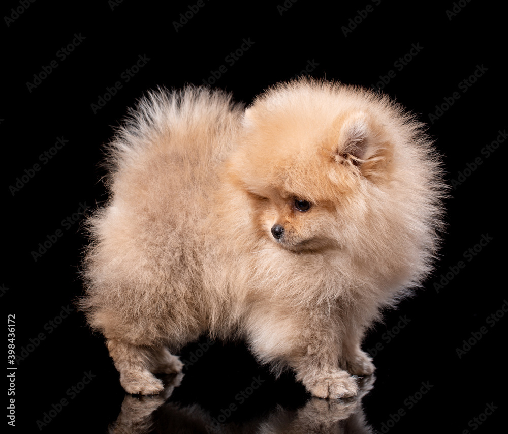 Beautiful Pomeranian Spitz stands on a black background in a photo studio. Beautiful Pomeranian Spitz stands on a black background in a photo studio.