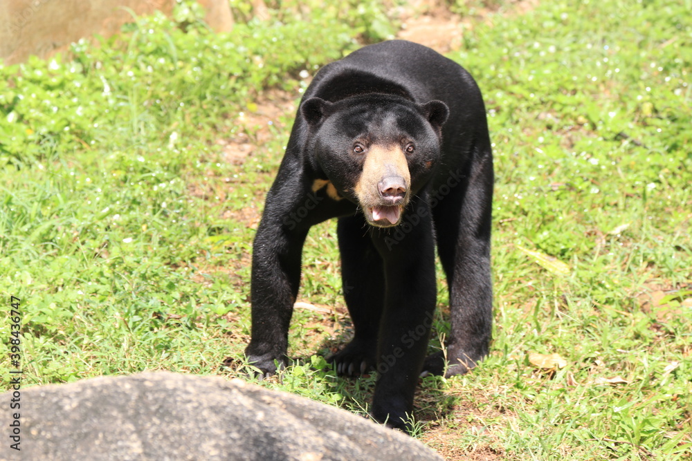 Sun Bear in the Yard , waiting for Feeding time Sun Bear in the Yard , waiting for Feeding time