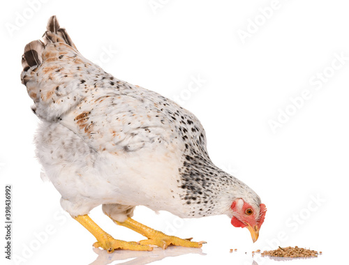 one white chicken pecking grains, isolated on white background, studio shoot