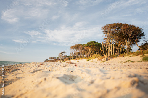 Fototapeta Naklejka Na Ścianę i Meble -  West beach with forest on the peninsula Darß in Germany
