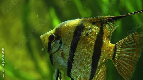 Close up of an angelfish underwater	 photo