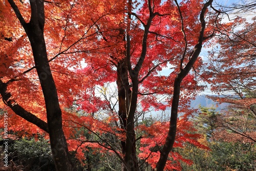 奥琵琶湖パークウェイ 紅葉