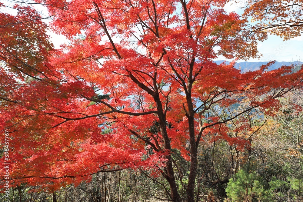 奥琵琶湖パークウェイ 紅葉 奥琵琶湖パークウェイ 紅葉