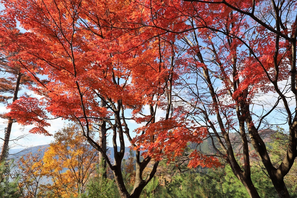 奥琵琶湖パークウェイ　紅葉