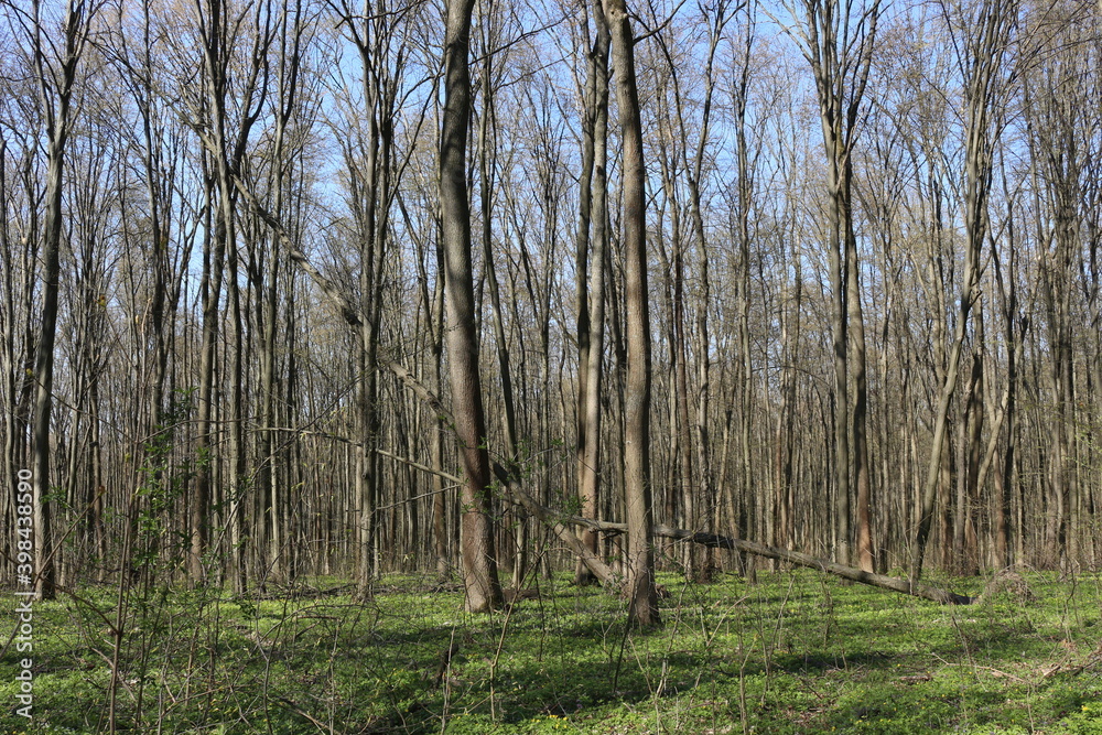 The forest wakes up in the spring. The grass and trees have turned green
The forest wakes up in the spring. The grass and trees have turned green
