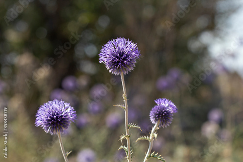 Blue flowers with thorns bloom in summer in the Crimean steppe