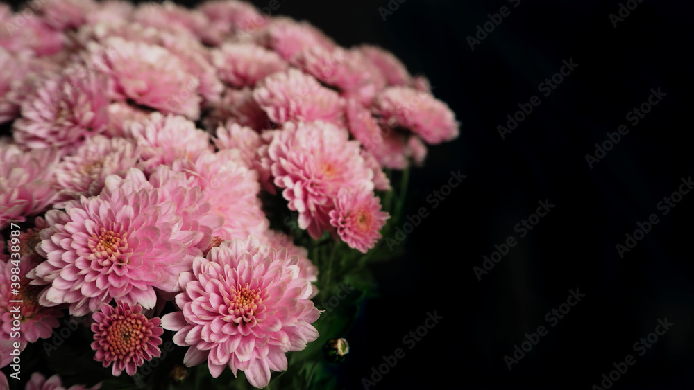 close to a lot of pink chrysanthemum buds in a bouquet on a black background . pink autumn flowers