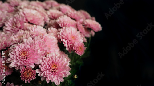 close to a lot of pink chrysanthemum buds in a bouquet on a black background . pink autumn flowers