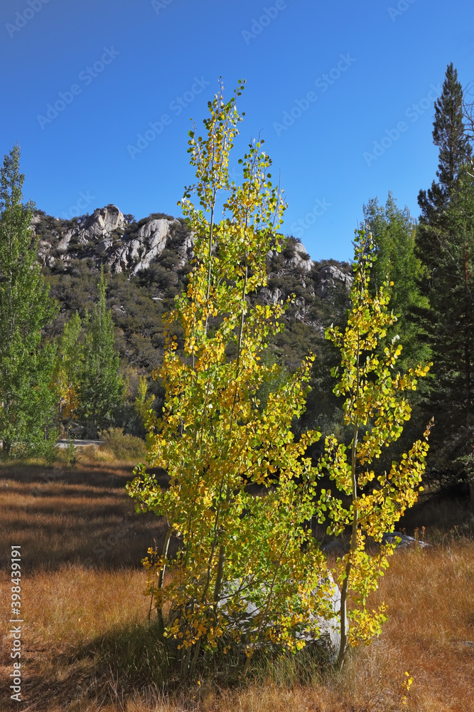 Thetrees with yellow and green leaves