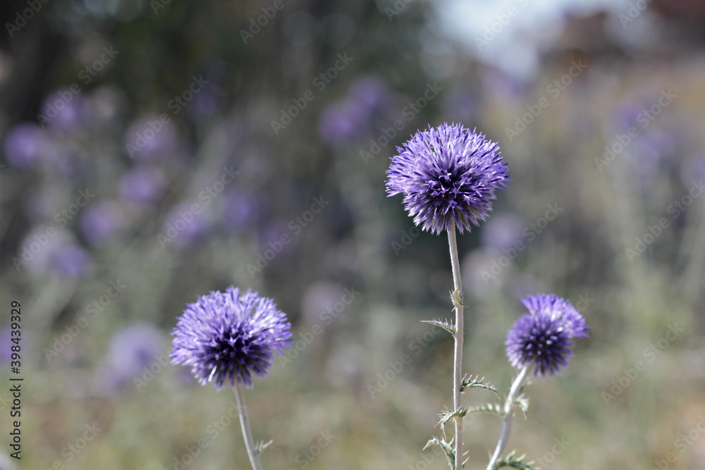 Blue flowers with thorns bloom in summer in the Crimean steppe Blue flowers with thorns bloom in summer in the Crimean steppe