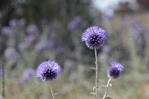 Blue flowers with thorns bloom in summer in the Crimean steppe