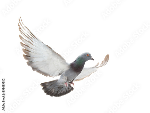 beautiful gray dove in flight with spread wings isolated on white background
